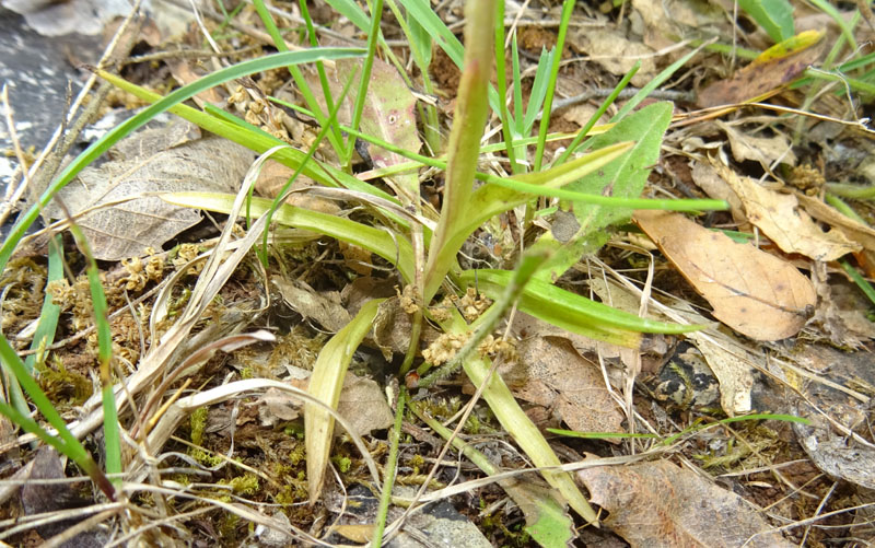 Anacamptis papilionacea